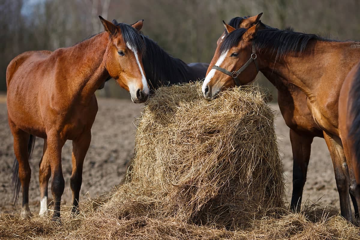 Versorgung und Futtergrundlage im Stallalltag